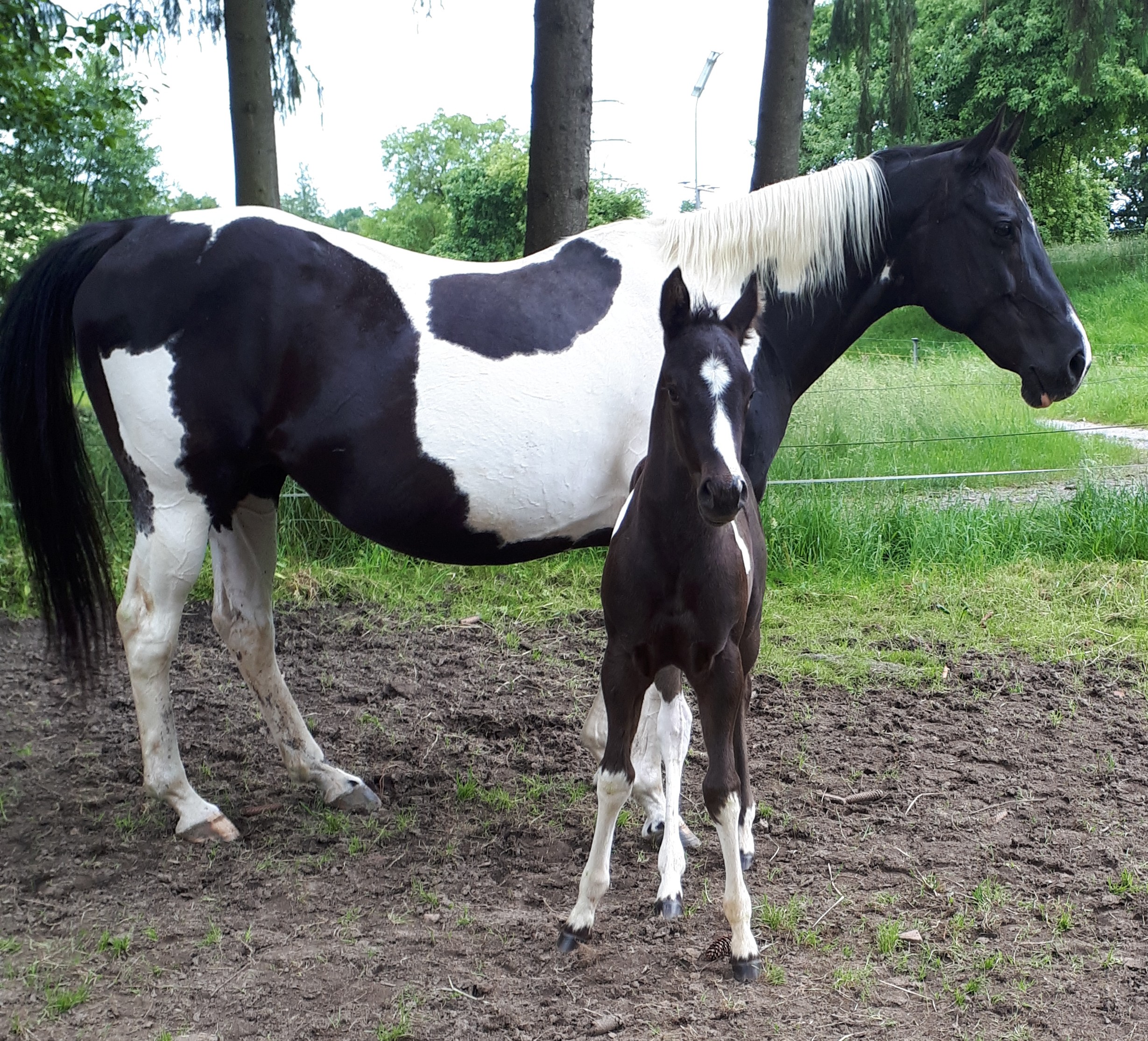 Paint Horses Zucht Odenwald Verkaufspferde
